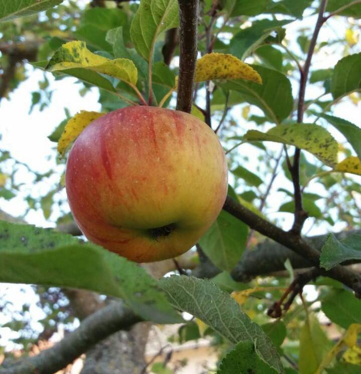 Veredelungsunterlagen für Äpfel konventionell und bio